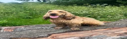 Cocker Spaniel dogs for sale: KC Male Show Cocker Spaniel - Advert 1