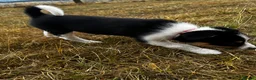 Mixed Breed dogs for sale: Kelpie x collies BEAUTIFUL LITTER - Advert 27