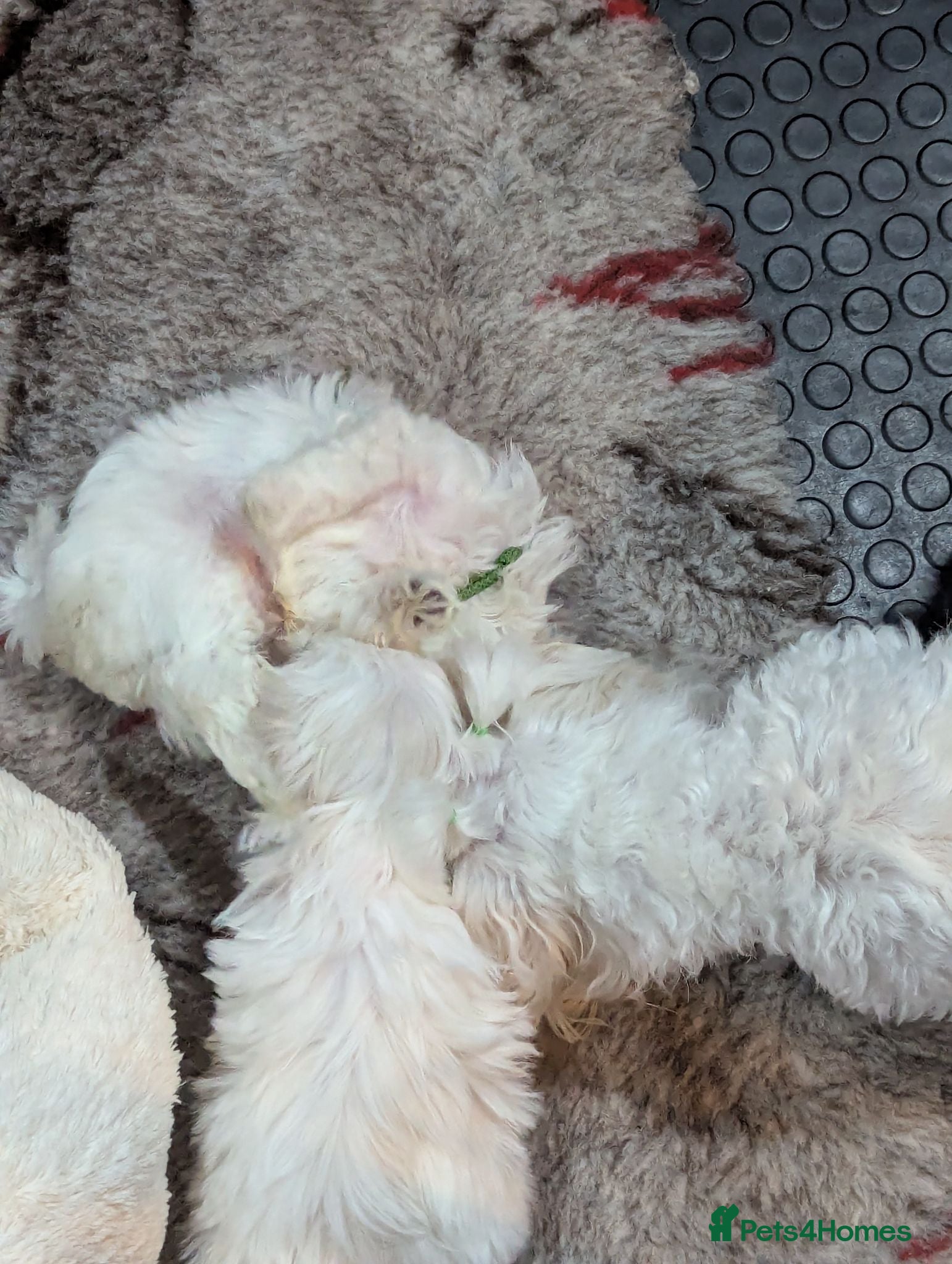 Maltese dogs Stunning Maltese puppies - Advert 2
