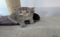 Maine Coon cats for sale: Maincoon - Image 18