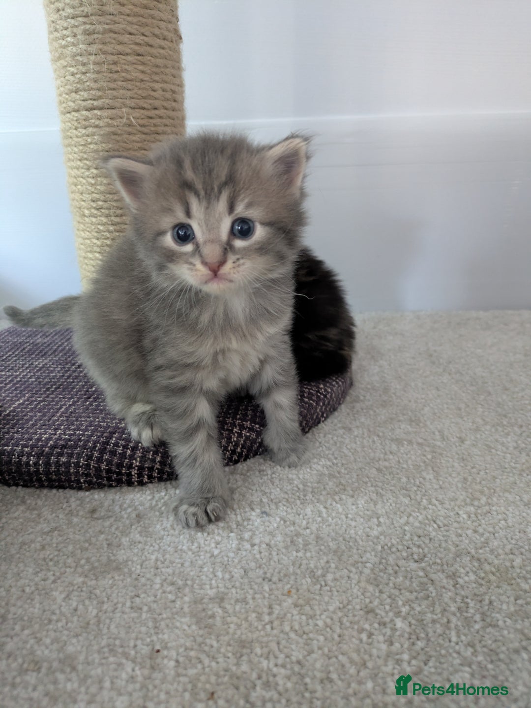 Maine Coon cats for sale: Maincoon - Image 18