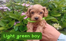 Goldendoodle dogs for sale: Stunning Miniature Goldendoodles - Image 10