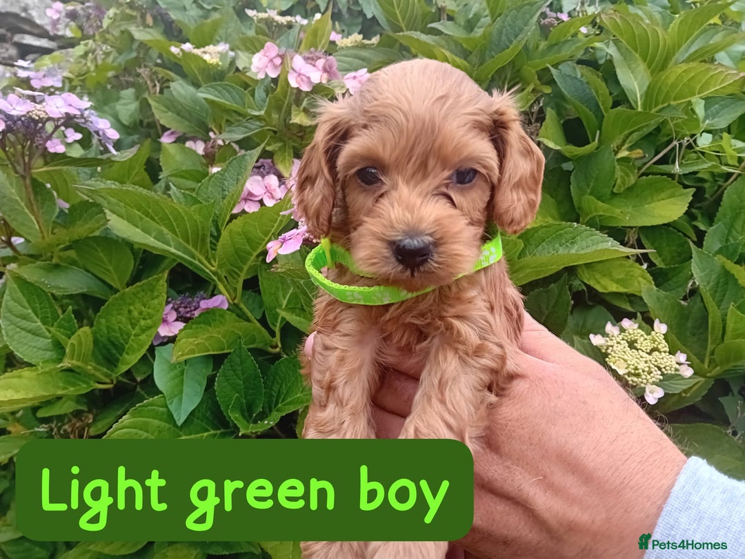 Goldendoodle dogs for sale: Stunning Miniature Goldendoodles - Image 10