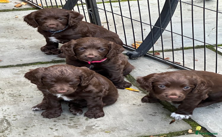 Sprocker dogs - Advert 1