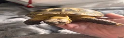 Tortoise reptiles for sale: Female tortoise  - Advert 4