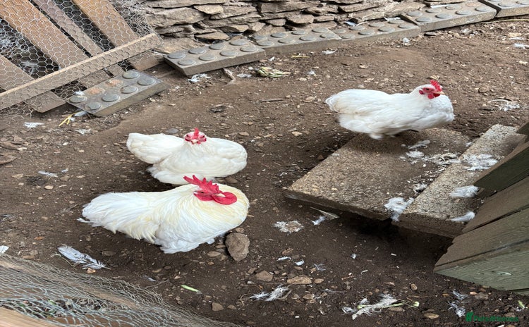 Chickens poultry - Advert 6