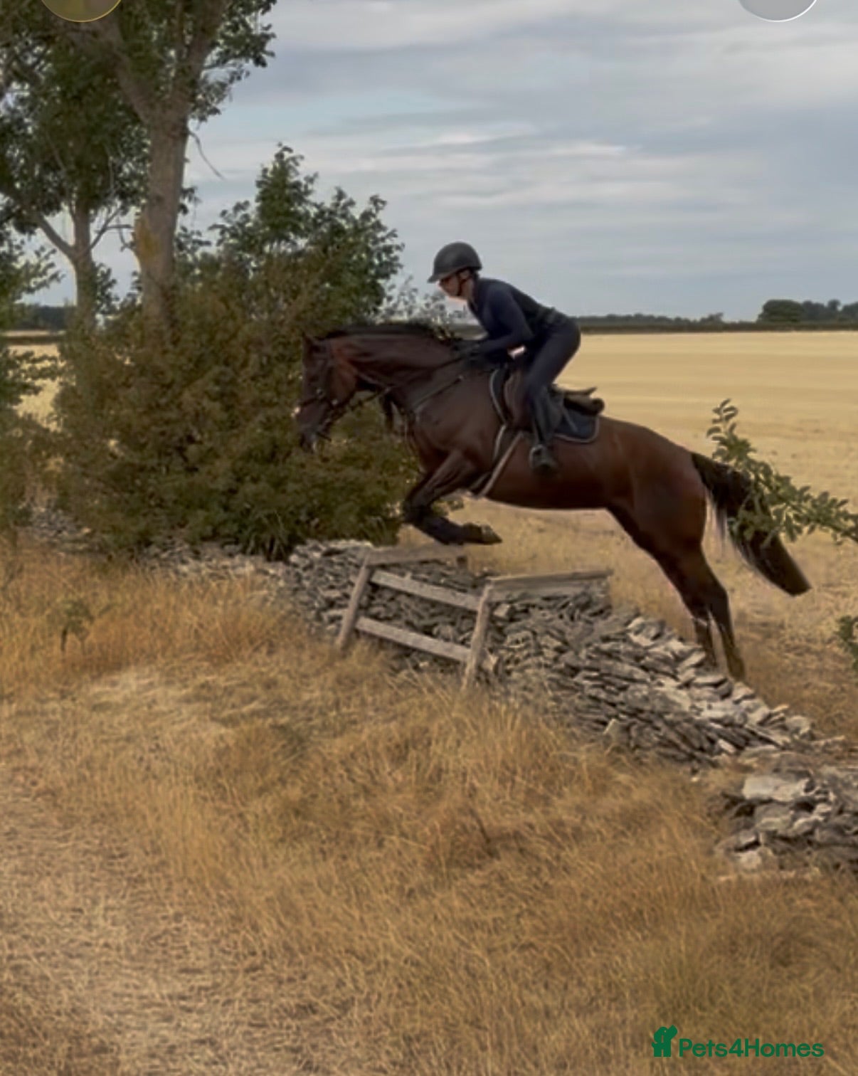 Irish Thoroughbred horses Super talented yet safe and level headed! - Advert 2