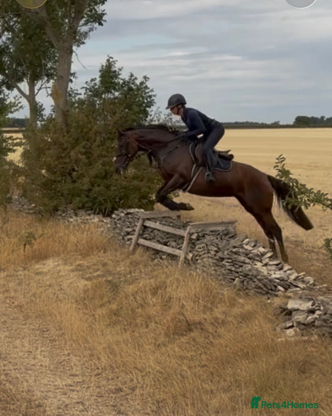 Irish Thoroughbred horses for sale: Super talented yet safe and level headed! in Newark - Advert 1