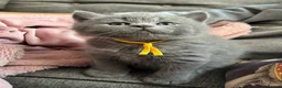 British Shorthair cats for sale: GCCF registered British Shorthairs READY MID SEPT in Salisbury - Advert 8