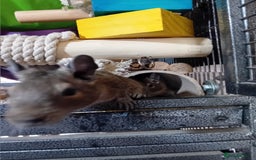 Degus rodents for sale: Degu babies - Image 2