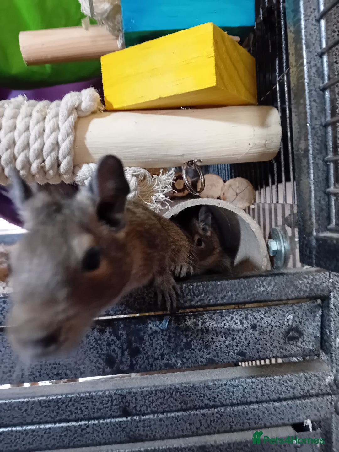 Degus rodents for sale: Degu babies - Image 2
