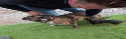 Mixed Breed dogs for sale: Rottweiler cross junkyard dogs - Advert 9