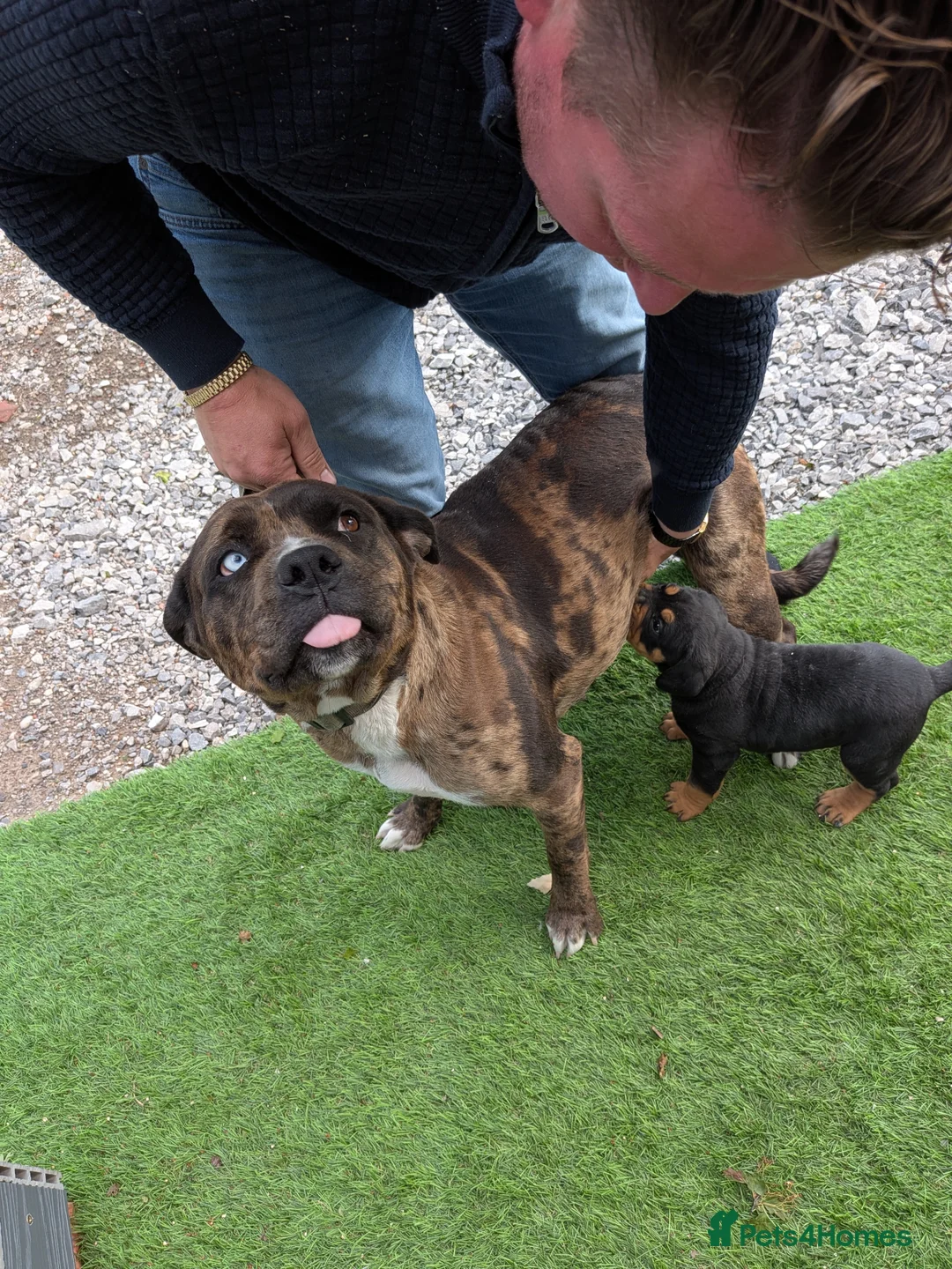 Mixed Breed dogs for sale: Rottweiler cross junkyard dogs - Advert 9