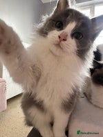 Ragdoll cats 4 stunning super fluffy 3/4 ragdoll kittens - Advert 6