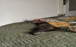 Ferret rodents for sale: 3-Month-Old Male Ferret with Full Setup  - Image 5