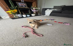 Chorkie dogs for sale: Chorkie for sale  - Image 3