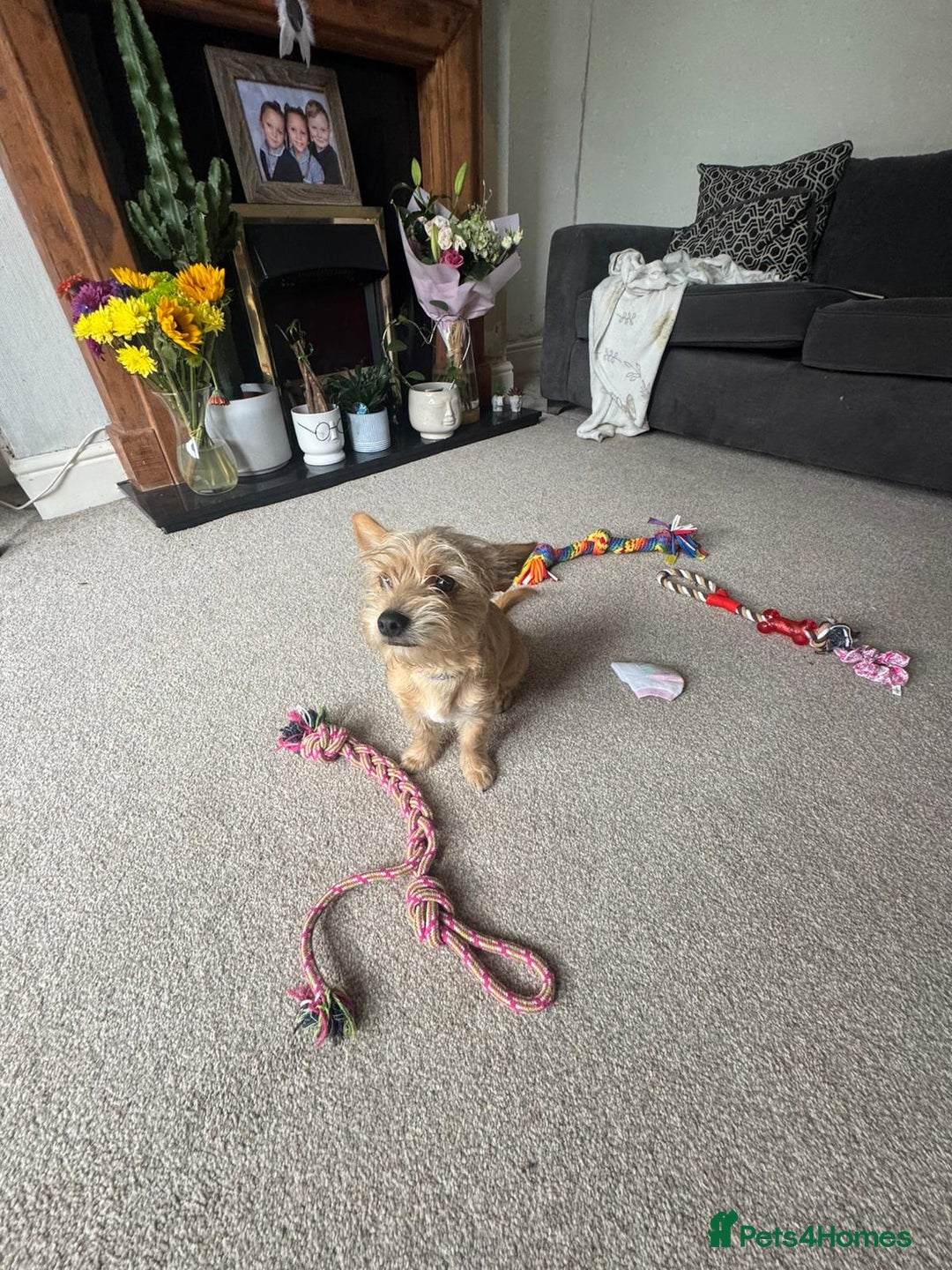 Chorkie dogs for sale: Chorkie for sale  - Image 3