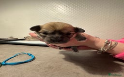 Chiweenie dogs for sale: 5 Beautiful Chiweenie Puppies - Image 4