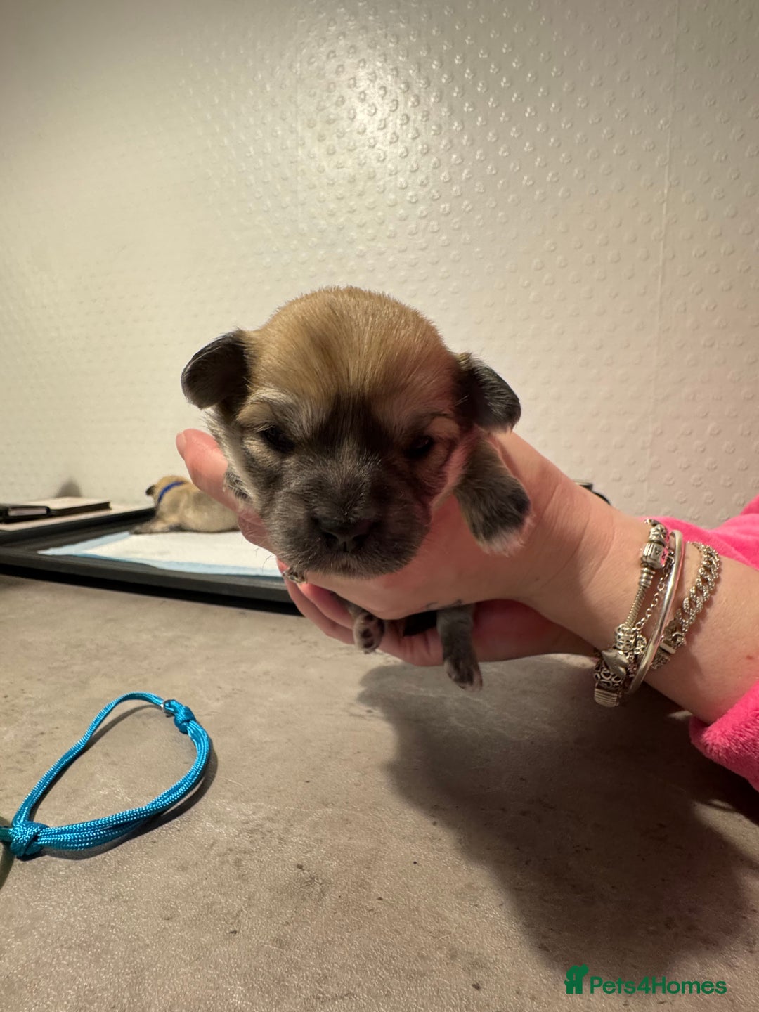 Chiweenie dogs for sale: 5 Beautiful Chiweenie Puppies - Image 4