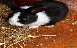 Mini Lop rabbits for sale: Mini lop - Image 1