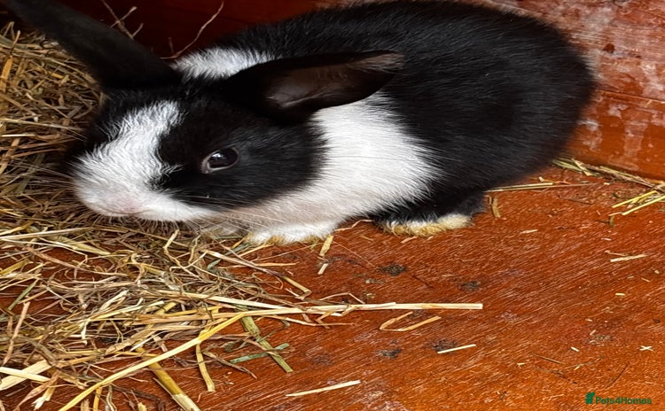 Mini Lop rabbits - Advert 3