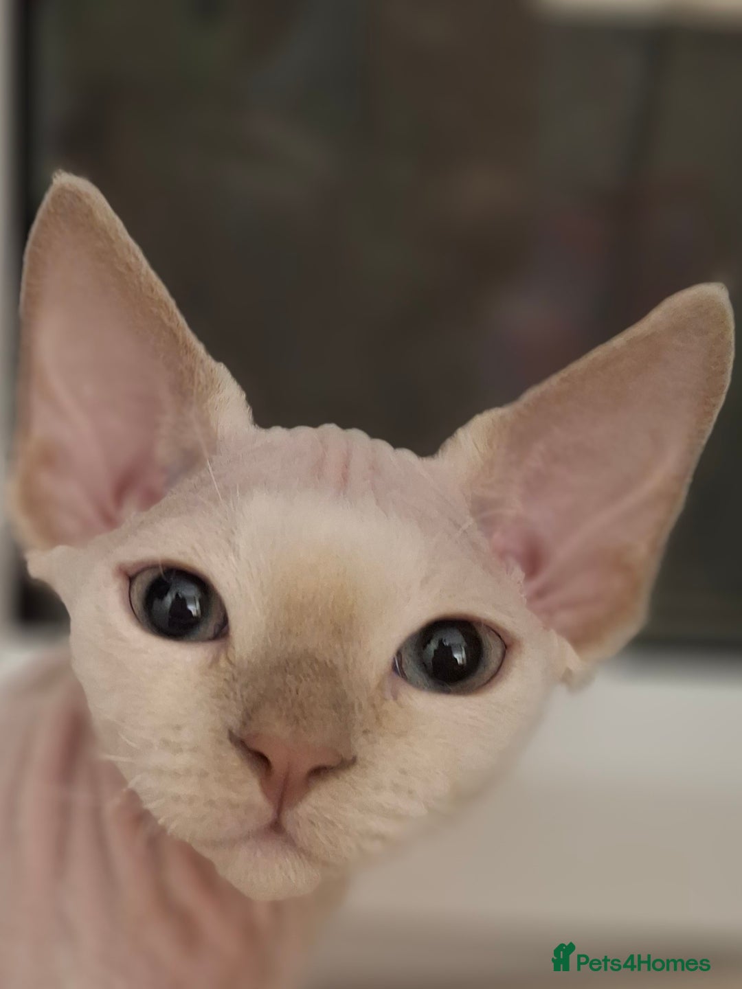 Devon Rex cats for sale: 🥰Leo lilac point with blue eyes Ready now - Image 3