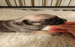 Mixed Breed dogs for sale: Beautiful 2nd generation pugalier pug babys  - Image 4