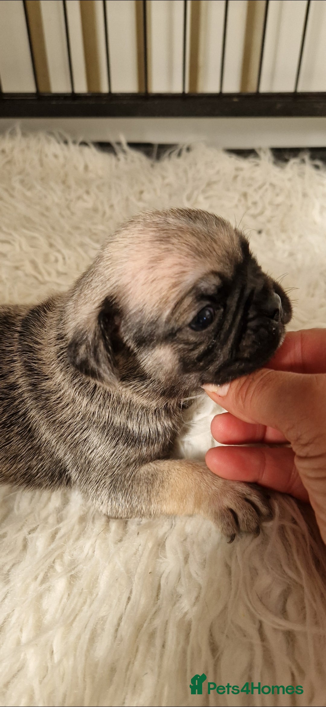 Mixed Breed dogs for sale: Beautiful 2nd generation pugalier pug babys  - Image 4