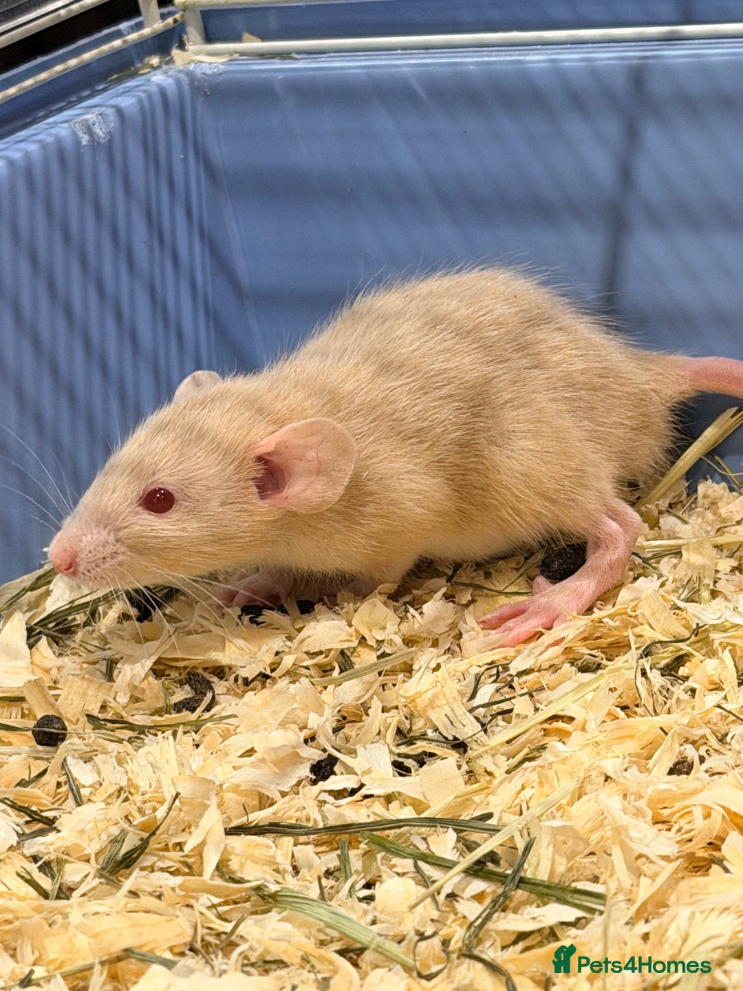 Rat rodents for sale: Adorable & Friendly Baby Fancy Rats - Advert 2
