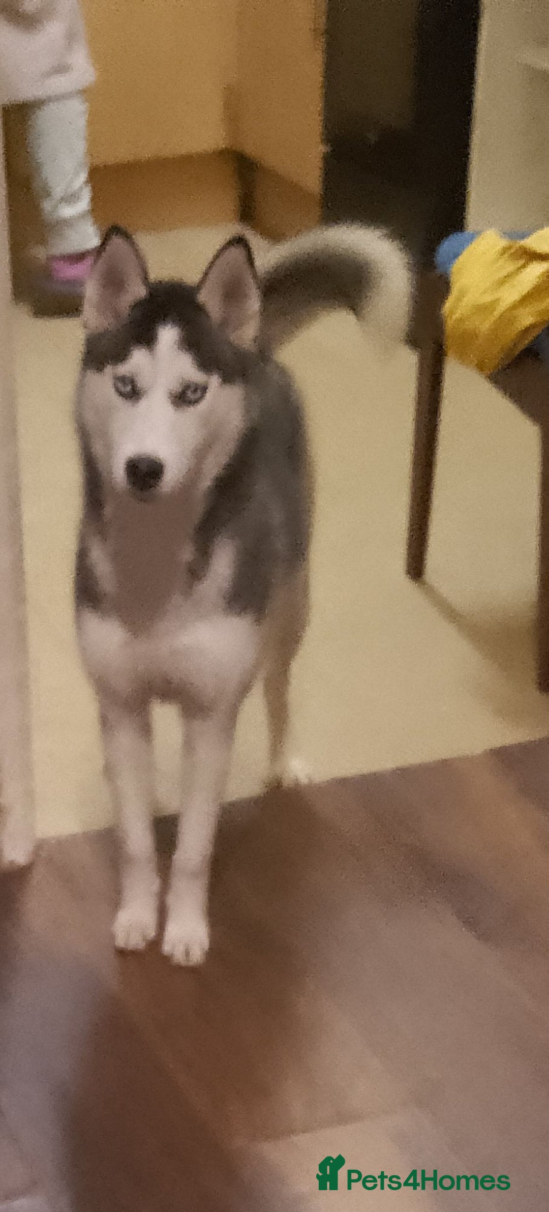 Siberian Husky dogs for sale: Beautiful Siberian Husky Puppy - Advert 20