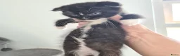 Scottish Fold cats for sale: 6 Scottish fold kittens - Advert 4