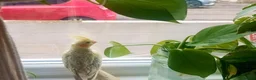 Cockatiels birds for sale: 2x Cockatiels ( bonded pair) aprox 1.5 yo in Hull - Advert 3