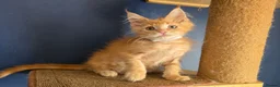 Maine Coon cats for sale: Tica MaineCoon  - Advert 24