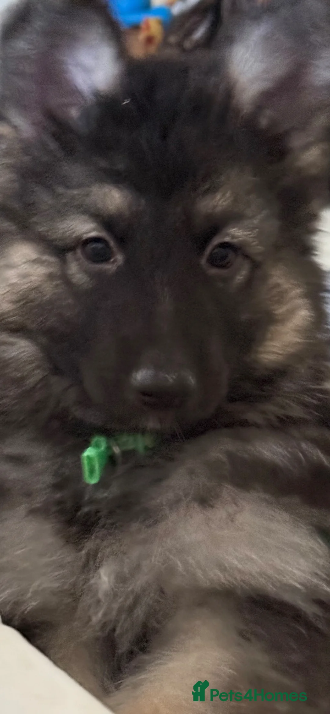 German Shepherd dogs for sale: German shepherd puppy  - Advert 1