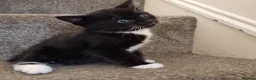 British Longhair cats for sale: 2 male kittens for sale - Advert 7