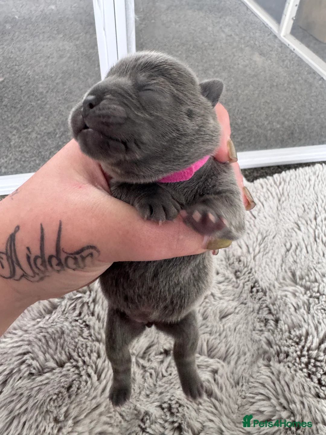 Mixed Breed dogs for sale: A gorgeous litter of French chows!  in Kilmarnock - Advert 2