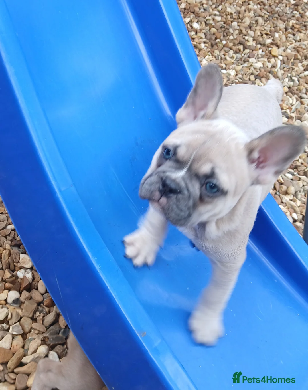 French Bulldog dogs for sale: 5 Beautiful French Bulldog looking for a new home in Wellingborough - Advert 8
