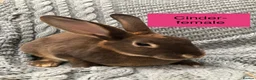 Rex rabbits for sale: Pure breed velvet mini and standard Rex rabbits - Advert 9