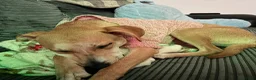 Mixed Breed dogs for sale: 2 year old whippet cross  in Christchurch - Advert 8