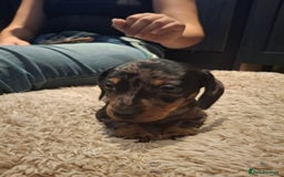 Miniature Dachshund dogs for sale: Miniature smooth haired dachshund  - Image 10