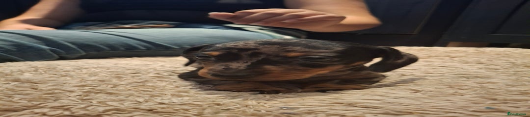 Miniature Dachshund Puppy 3