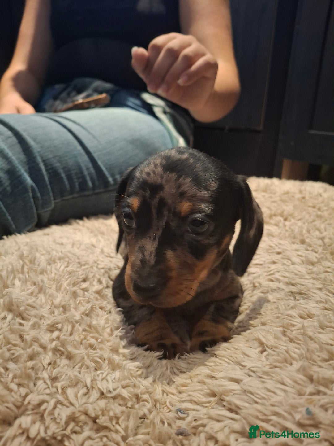 Miniature Dachshund dogs for sale: Miniature smooth haired dachshund  - Image 10