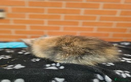 Lionhead rabbits for sale: Double Maned Lionhead  - Image 15
