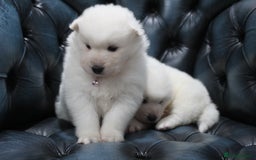 Samoyed dogs for sale: Bundle of joy and fluff - Image 16