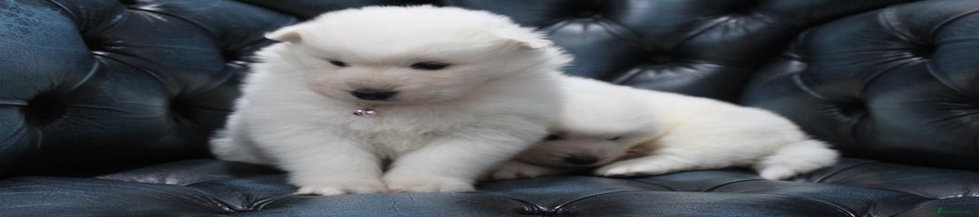 Samoyed Puppy pink