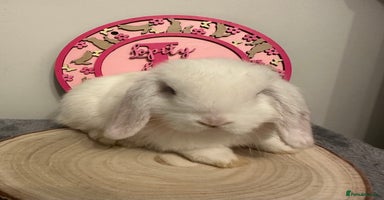 Mini Lop rabbits - Advert 9