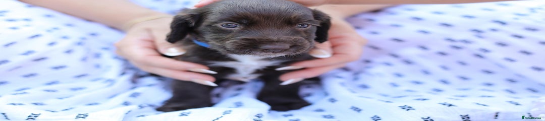 Cocker Spaniel Puppy 3