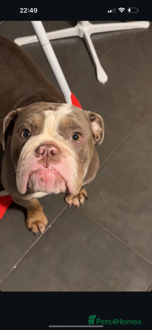 English Bulldog dogs English female bulldog - Advert 10