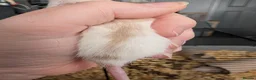 Rat rodents for sale: 3 X Siamese female baby rats  - Advert 4