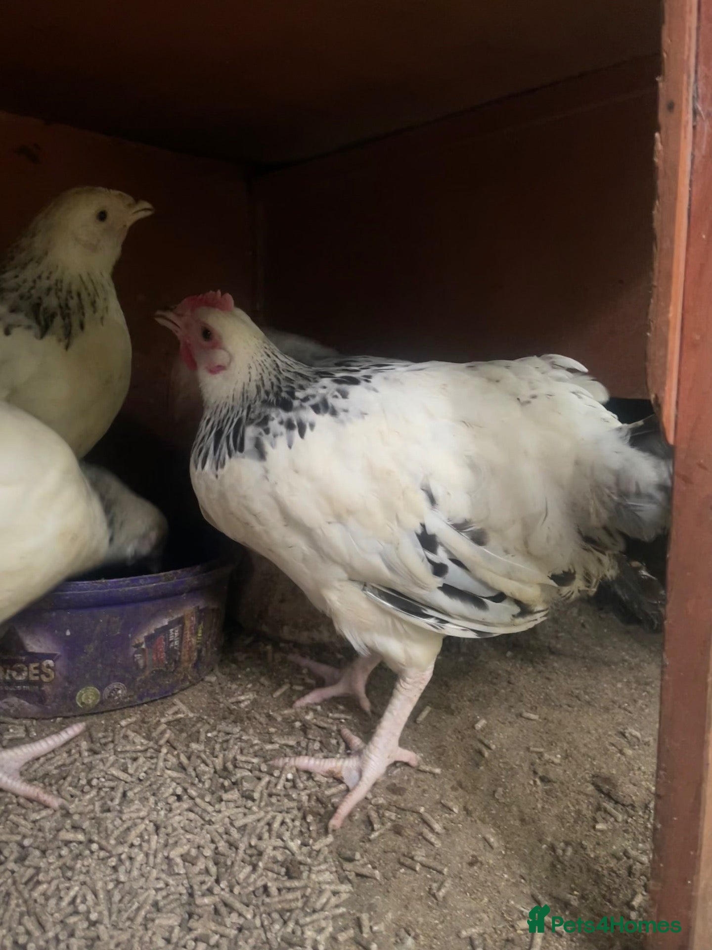 Chickens poultry 4 Pure Breed Light sussex pullets - Advert 1